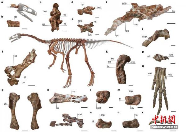 恐龙的脖子是若何变长的？新发现约2.31亿年前化石沟通揭开谜团